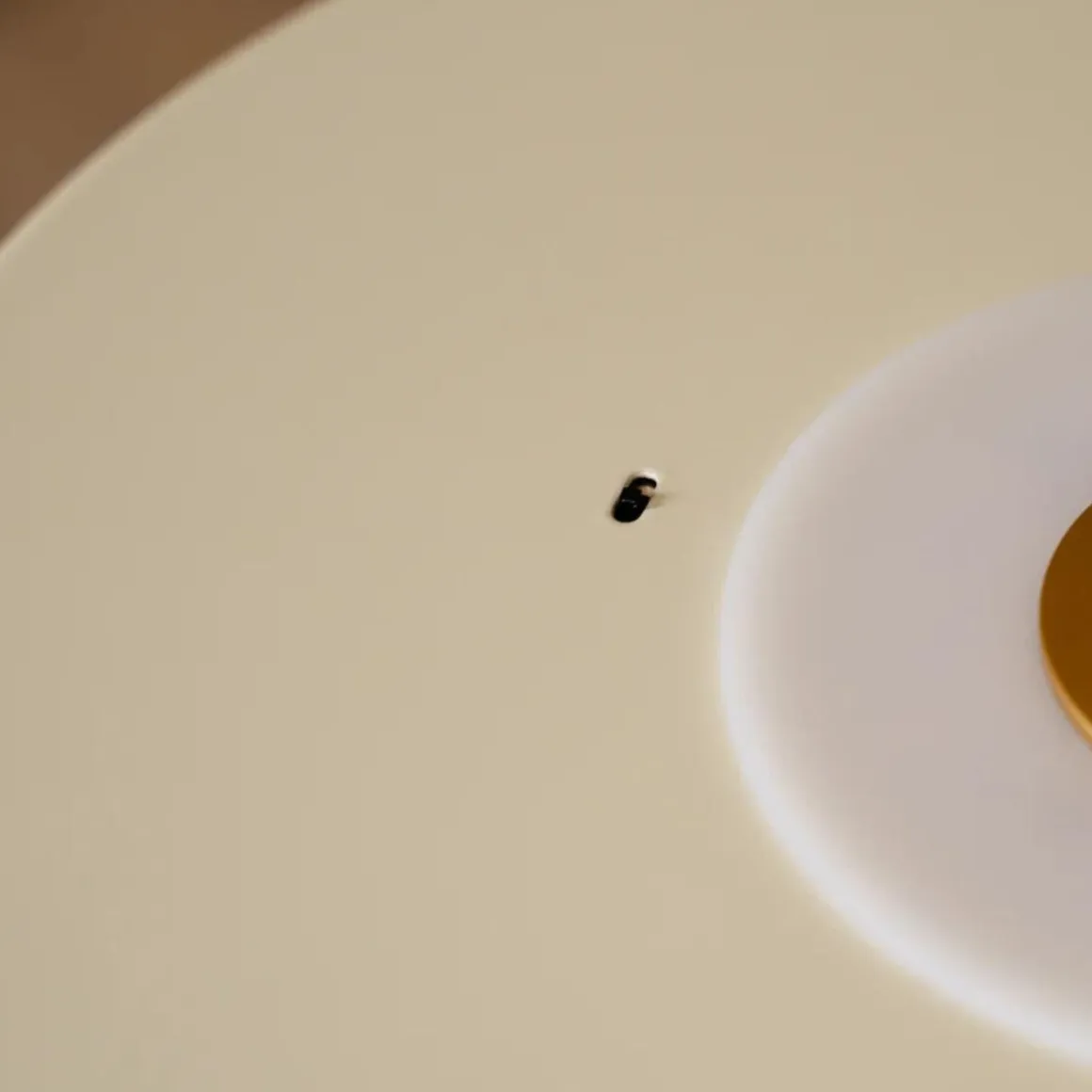 Asteria Plus large